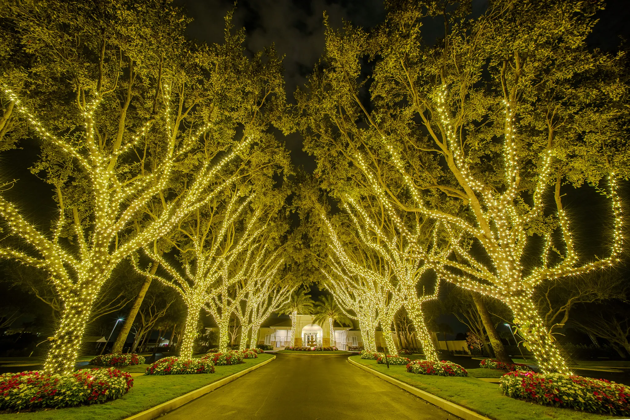 Symmetrical resort allée — every tree fully wrapped in warm white holiday lighting